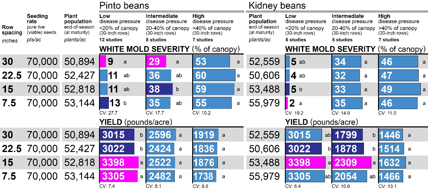 Optimizing Row Spacing and Seeding Rate for Improved Pinto Bean and
